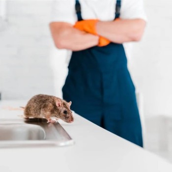Controle de Pragas Ratos em Buritis