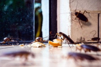 Dedetização de Baratas em Belo horizonte