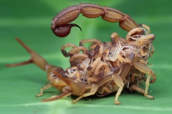 Dedetização Escorpião em Anchieta BH