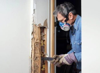 Empresa de Dedetização de Cupim no Boa Vista BH Empresa de Dedetização de Cupim no Boa Vista BH