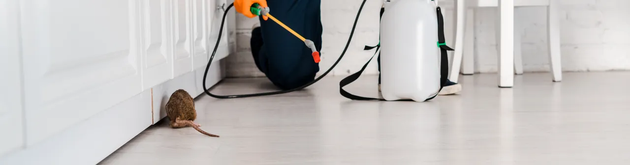 Técnico aplicando produto contra ratos